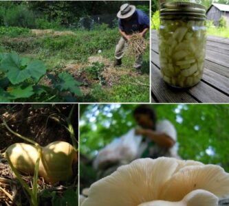 Staying Cool and Lacto-Fermented Swiss Chard